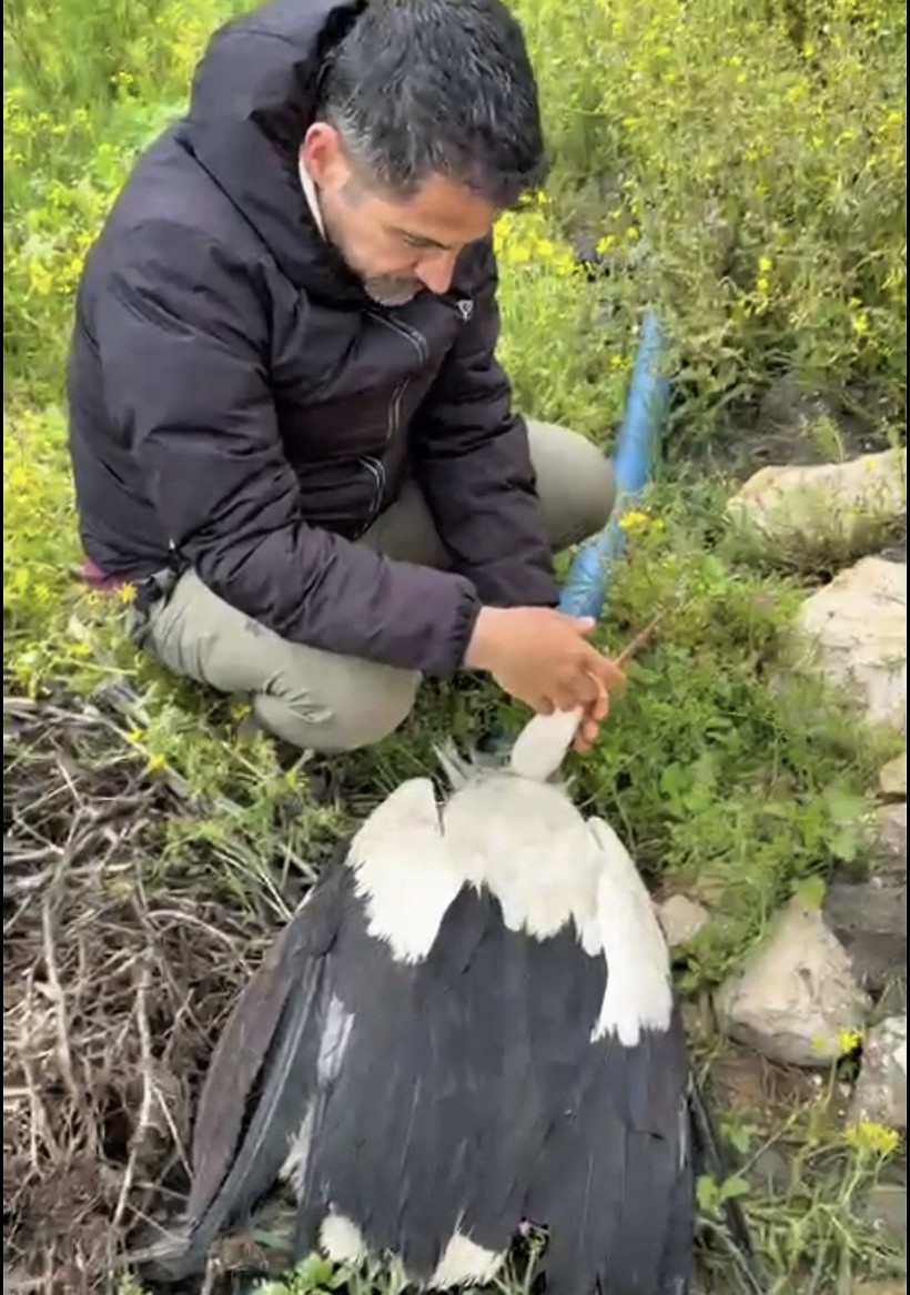 Göç yolunda acı son: Avcıların hedefi oldu - Resim : 2