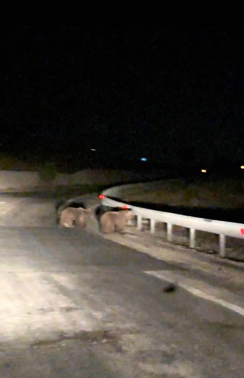 İki ayı yavrusu yola çıktı: Gece sürprizi kamerada - Resim : 2