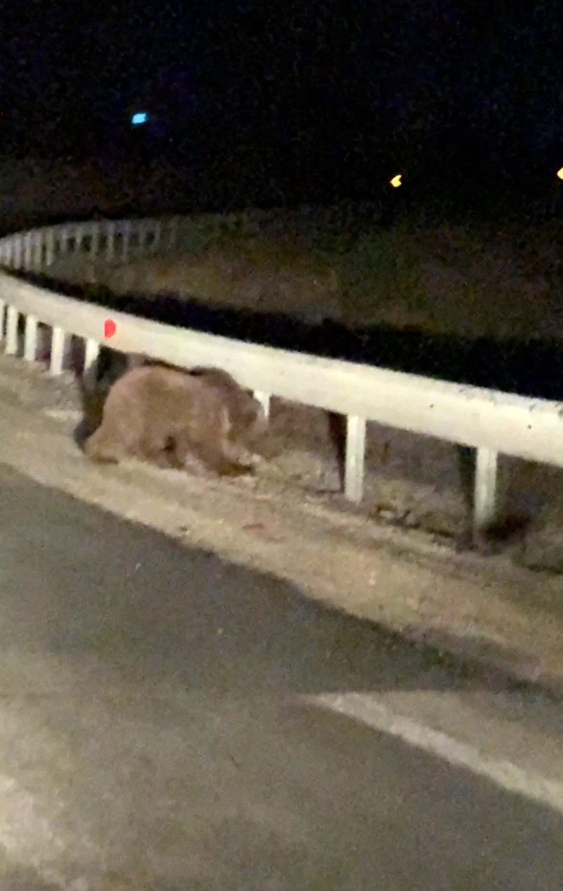 İki ayı yavrusu yola çıktı: Gece sürprizi kamerada - Resim : 1