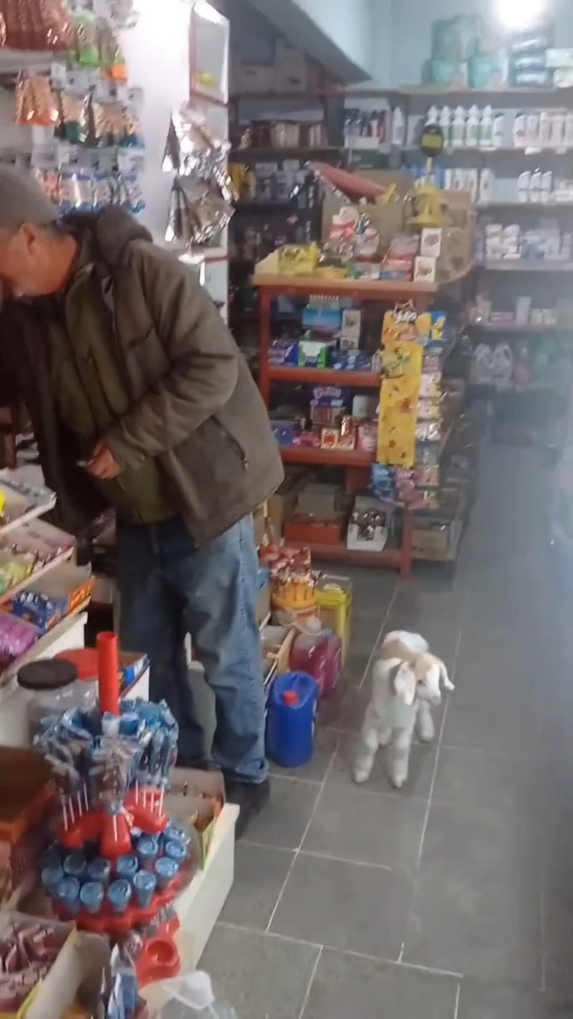 Ke&ccedil;i ile alışveriş keyfi: Sosyal medyada viral oldu - Resim : 3