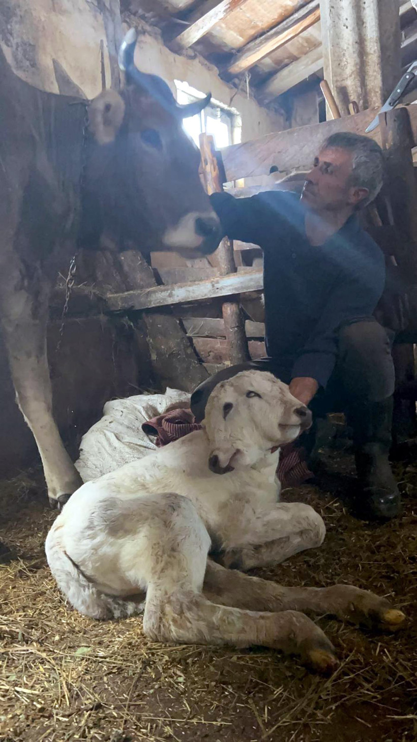 Görenler gözlerine inanamadı: Çift başlı buzağı dünyaya geldi - Resim : 1
