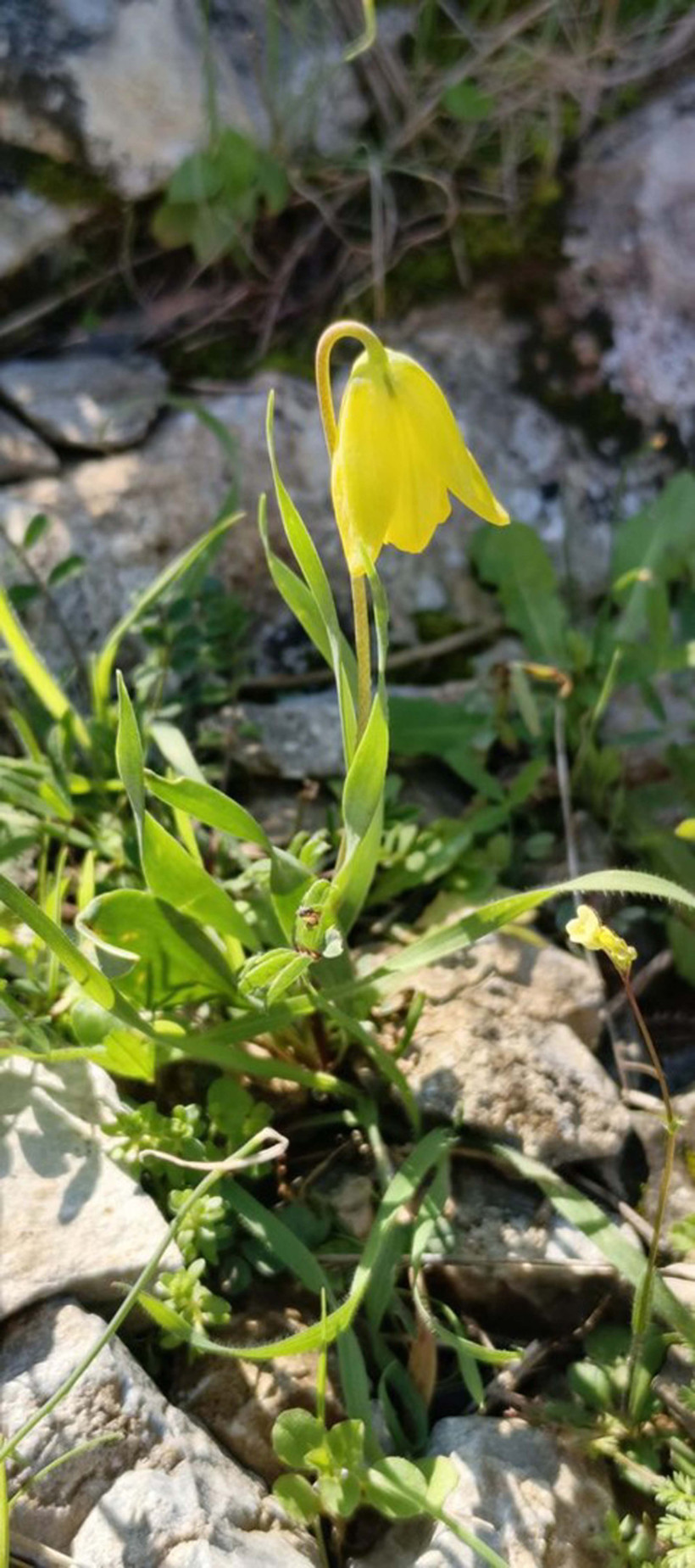 Ağlayan gelinler uyandı: Onları koparmanın bedeli &ccedil;ok ağır - Resim : 5