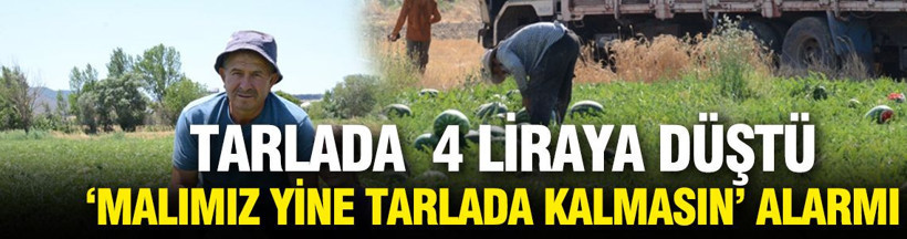 Tarlada 4 liraya düştü: 'Malımız yine tarlada kalmasın' alarmı: İşçiler hasada başladı - Resim: 1