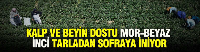 Tarlada hasat başladı: Mor-beyaz inci kalp ve beyne iyi geliyor - Resim: 1
