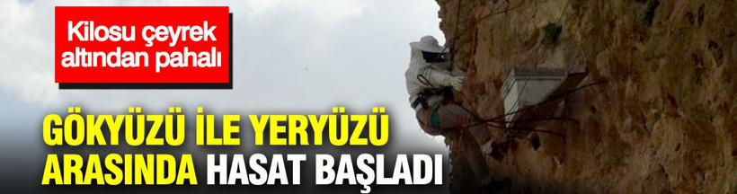 Gökyüzü ile yeryüzü arasında hasat başladı: Kilosu çeyrek altında pahalı - Resim: 1