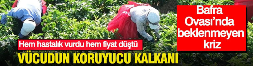 Bafra Ovası’nda beklenmeyen kriz: Hem hastalık vurdu hem fiyat düştü: Vücudun koruyucu kalkanı - Resim: 1