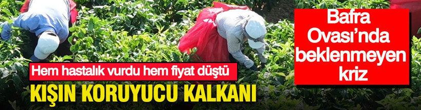 Bafra Ovası’nda beklenmeyen kriz: Hem hastalık vurdu hem fiyat düştü: Kışın koruyucu kalkanı - Resim: 1