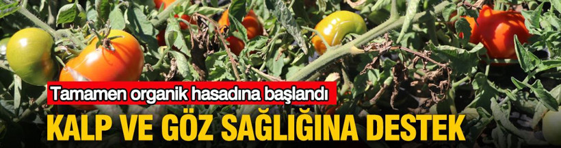 Kalp ve göz sağlığına destek: Tamamen organik hasadına başlandı - Resim: 1