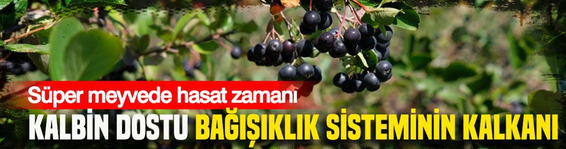 Süper meyvede hasat zamanı:Kalbin dostu bağışıklık sisteminin kalkanı - Resim: 1
