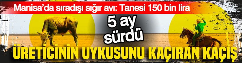 Üreticinin uykusunu kaçıran kaçış: Manisa’da sıradışı sığır avı: Tanesi 150 bin lira - Resim: 1