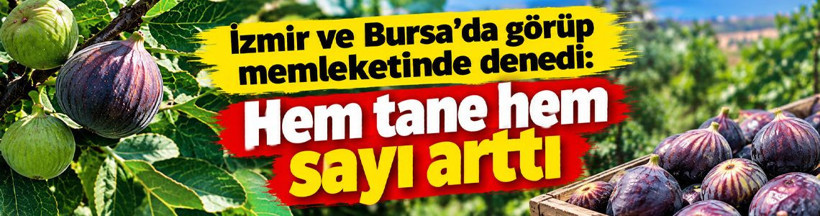 İzmir ve Bursa’da görüp memleketinde denedi: Hem tane hem sayı arttı - Resim: 15