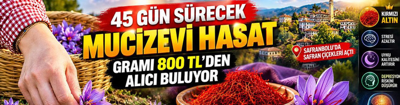45 gün sürecek mucizevi hasat: Gramı 800 TL’den alıcı buluyor - Resim: 1