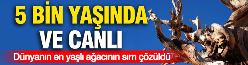 5 bin yaşında ve canlı... Dünyanın en yaşlı ağacının sırrı çözüldü - Resim: 1