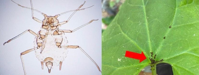 Kaz Dağları’nda daha önce hiç görülmemiş yeni bir böcek türü saptandı - Resim : 2