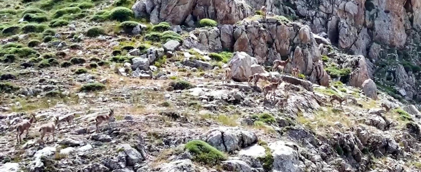 Yaban keçileri 3 bin 549 metrede tek tek kameralara yakalandı - Resim : 1