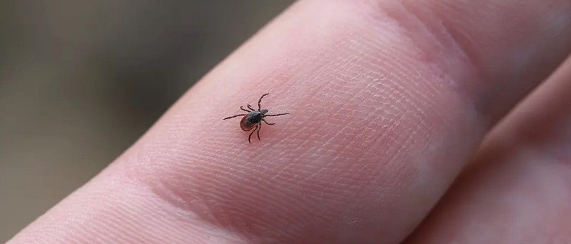 Prof. Dr. Çetin uyardı: Yoğun yağışlı kış keneleri çoğaltabilir: Bahar alarmı verildi - Resim: 5