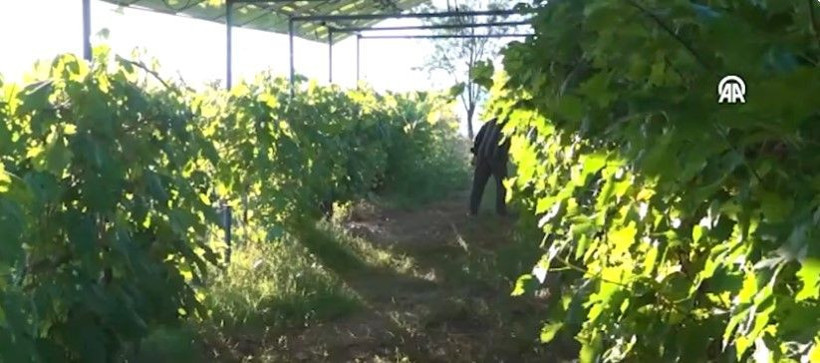 Altın değerindeki ürünün hasadı başladı: Kilosu 150 liradan kapış kapış satılıyor - Resim: 6