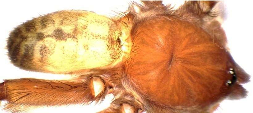 Aydın'da keşfedildi: Türkiye'nin yeni tarantulası tescillendi - Resim: 4