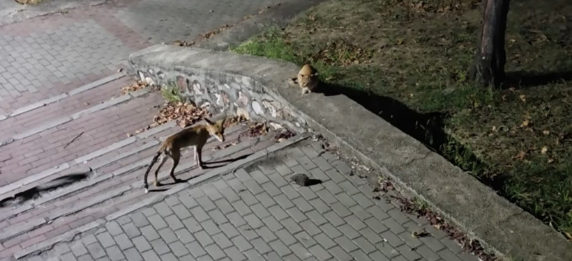Tilki, kedi ve kirpi burun buruna geldi: Şehir merkezinde inanılmaz anlar - Resim : 6