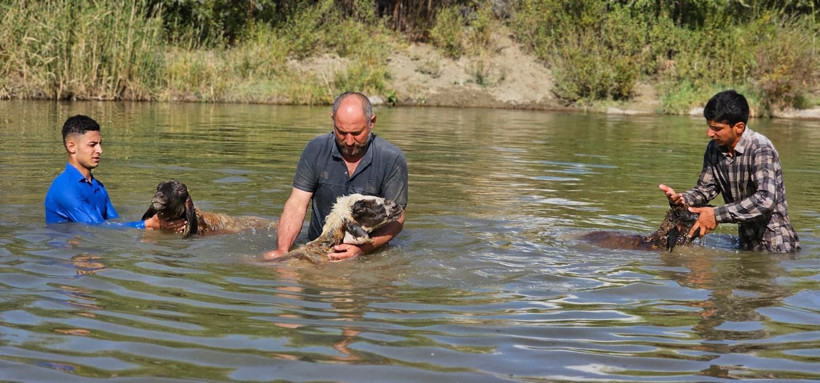Muş'ta nehirde koyunları tek tek yıkadı - Resim: 2