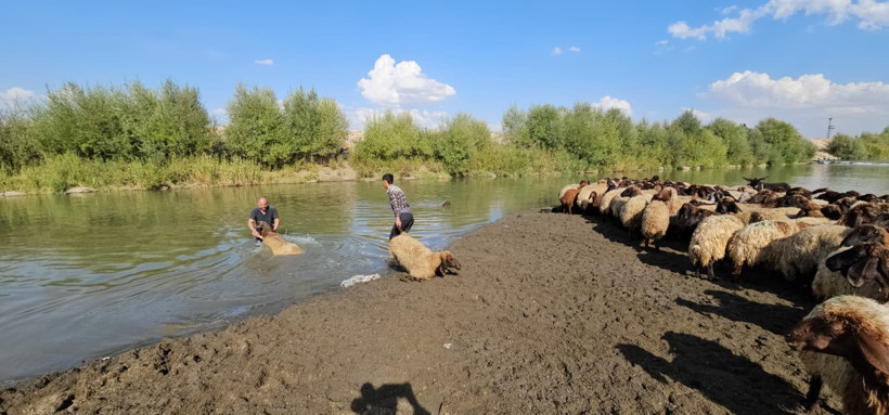 Muş'ta nehirde koyunları tek tek yıkadı - Resim: 8