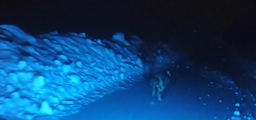 Geceyarısı kurt saldırısı: Son anda araca binip kurtuldular - Resim : 3