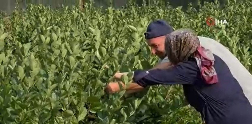 Tarlada şifa deposu hasadı başladı: Kilosu 400 TL'den satılıyor - Resim: 4
