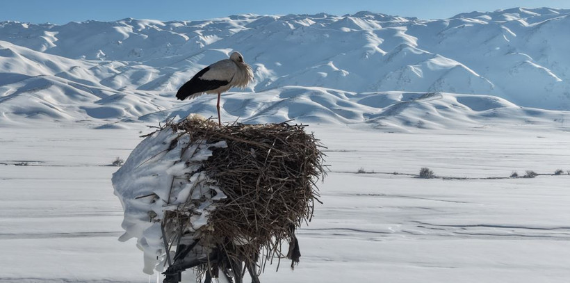 Mevsim şaşırdı O gitmedi: Buz tutan yuvada Leylek eşini bekliyor - Resim : 1