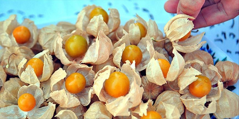 Şehirden köyüne dönüp altın çilek ekti, bir yılda evini ve arabasını aldı - Resim: 9