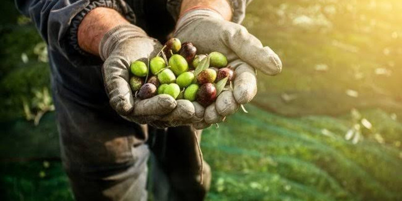 Zeytin üreticisi ve işçisi çaresiz: Maliyetler yükseldi, fiyatlar çakıldı - Resim : 2