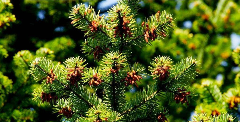 Bu ağaçlar altını çekiyor: Sarı metalin yerini gösteriyorlar - Resim: 3
