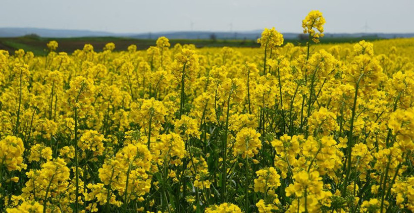 Bu manzarayı görmek için Kilometrelerce yol kat ediyorlar: Tekirdağ sarıya boyandı - Resim: 13