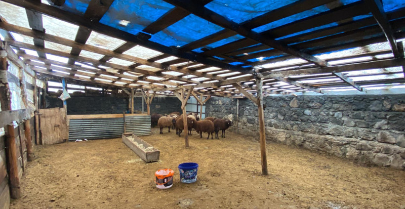 “Kurt sisli havayı sever” gerçek oldu: Ağılda 200 hayvanı katletti - Resim : 3