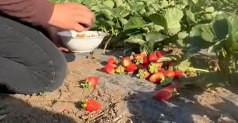 “Burada yetişmez” denildi: Şimdi 15 ton ürün bekleniyor - Resim: 7