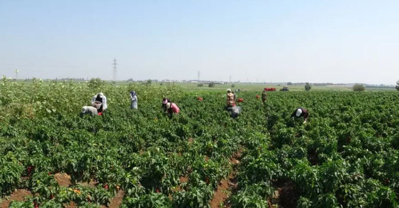 Kadınlar ayda 33 bin, erkekler 60 bin lira kazanıyor: Ellerini yüzlerine süremiyorlar - Resim: 4