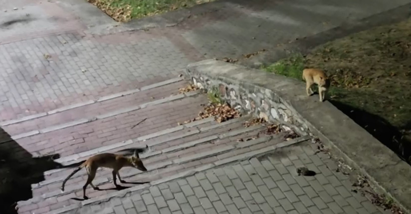 Tilki, kedi ve kirpi burun buruna geldi: Şehir merkezinde inanılmaz anlar - Resim : 5