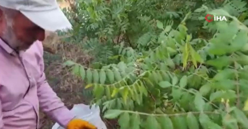Kebapçıların gözdesinde hasat başladı: Kilosu 350 TL'den satılıyor, doğada yetişiyor - Resim: 6