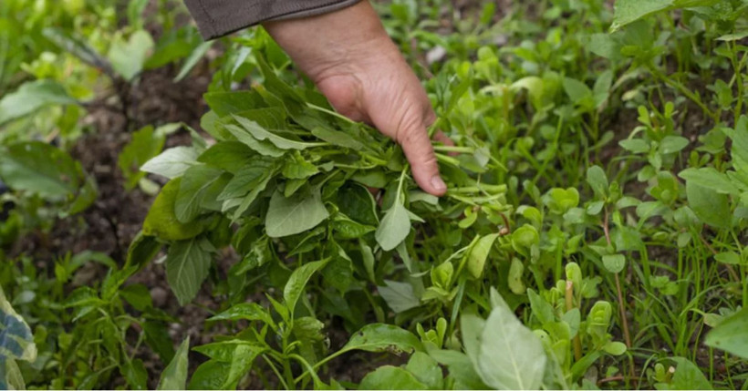 Dağlarda bedava büyüyor, tezgâhta kapış kapış gidiyor: Doğanın gizli antibiyotiği tam burnunuzun dibinde - Resim: 11