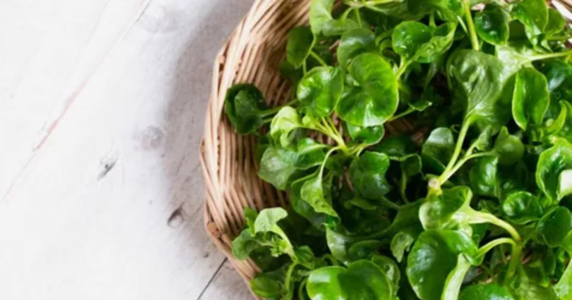 Yol kenarında görmezden geldiğimiz yeşil hazine: 100 puanla dünyanın en sağlıklı sebzesi - Resim: 2