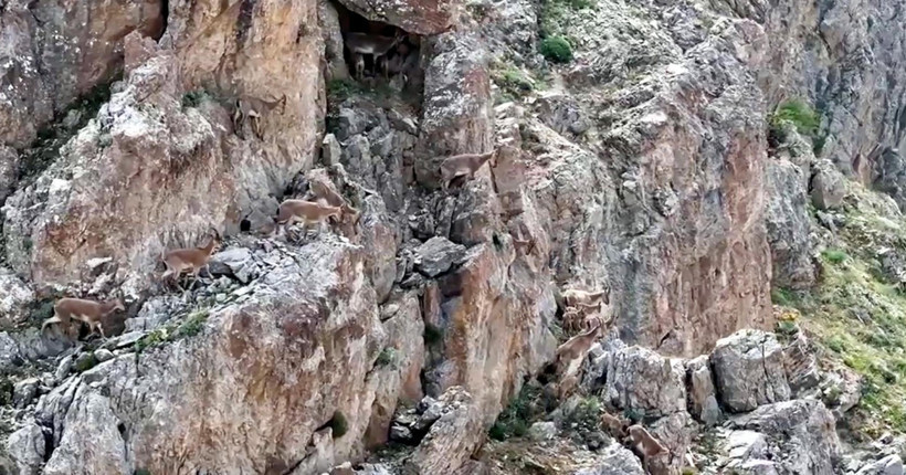 Yaban keçileri 3 bin 549 metrede tek tek kameralara yakalandı - Resim : 2