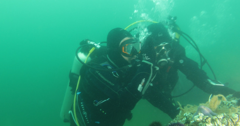 Başkan B&uuml;y&uuml;kakın daldı, g&ouml;rd&uuml; ve m&uuml;jdeyi verdi: İzmit K&ouml;rfezi canlanıyor - Resim : 8