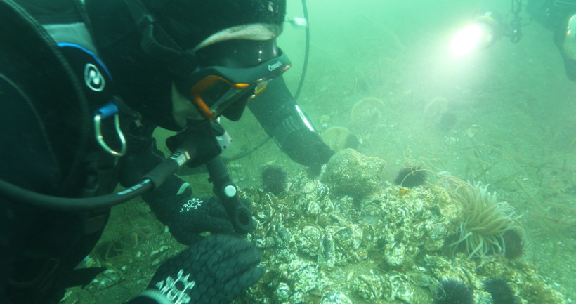 Başkan B&uuml;y&uuml;kakın daldı, g&ouml;rd&uuml; ve m&uuml;jdeyi verdi: İzmit K&ouml;rfezi canlanıyor - Resim : 4