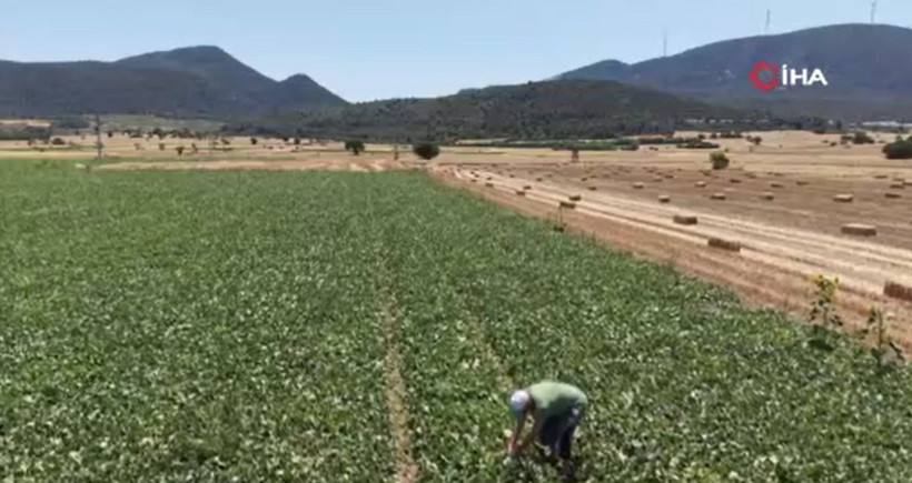 Geçen yıl kilosu 15 TL'ydi bu yıl hedef en az 30 TL: İstanbul'un gözdesinde hasat başladı - Resim: 3