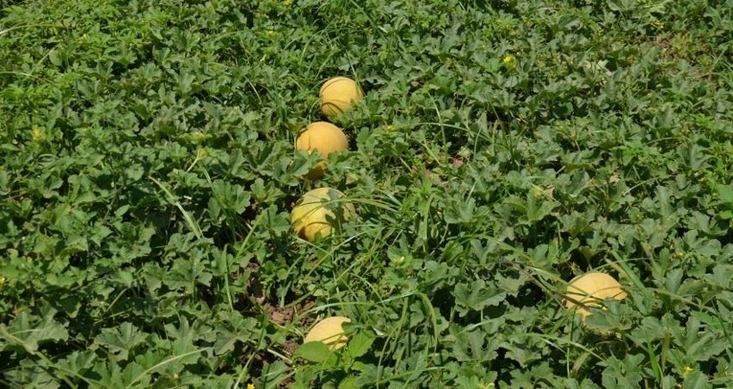 Sarı altın kilosu 15 TL’den alıcı buluyor: Peynir ekmek gibi satıyor - Resim: 6