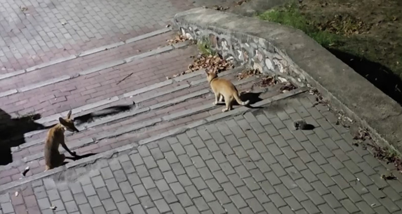 Tilki, kedi ve kirpi burun buruna geldi: Şehir merkezinde inanılmaz anlar - Resim : 4