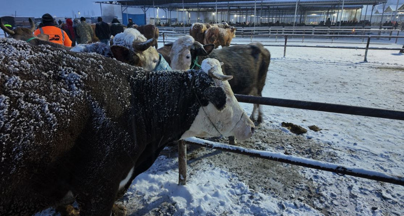 Dondurucu soğuk ticareti vurdu: Şarkışla’da ateş başında bekleyiş - Resim : 4