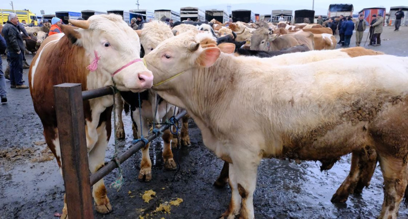 Kurban piyasasında fiyatlar belli oldu: Besicilerden kritik uyarı - Resim: 8