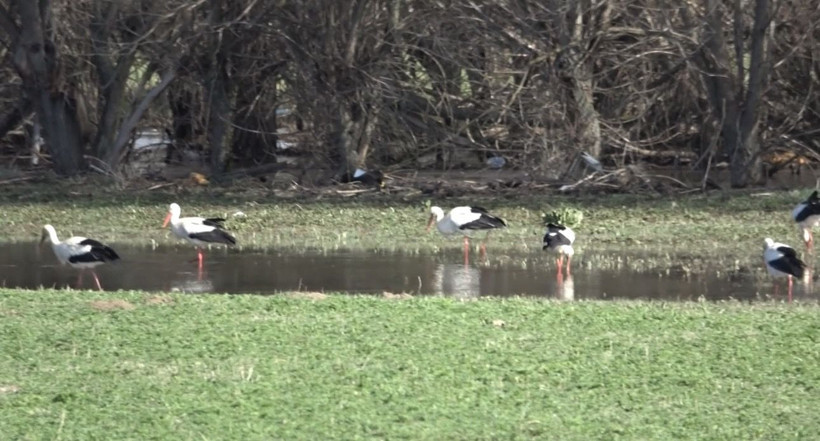 Baharın müjdecisi leylekler böyle görüntülendi - Resim: 6