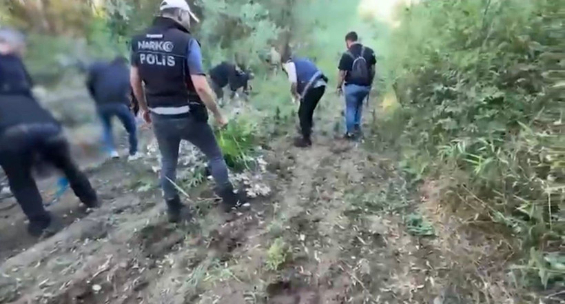 UNESCO listesinde yer alıyordu: 12 bin 174 kök kenevir ele geçirildi - Resim : 1