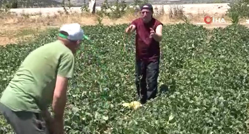 Geçen yıl kilosu 15 TL'ydi bu yıl hedef en az 30 TL: İstanbul'un gözdesinde hasat başladı - Resim: 10